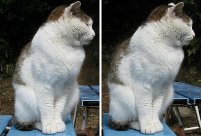 稲荷山(伏見稲荷)四ツ辻にいた猫 交差法3Dステレオ立体写真