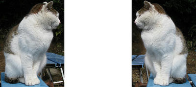 稲荷山(伏見稲荷)四ツ辻にいた猫 ミラー法3Dステレオ立体写真