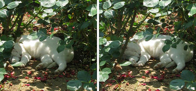 草陰で寝る猫 平行法3Dステレオ立体写真