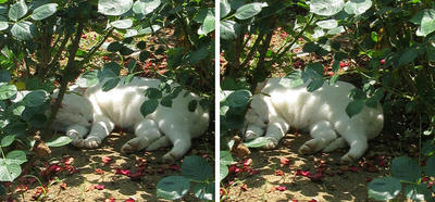 草陰で寝る猫 交差法3D立体ステレオ写真